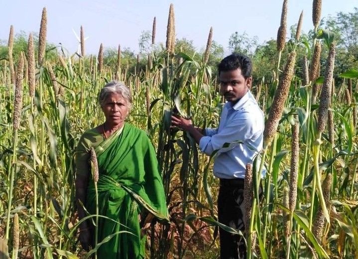 Plantation Activity